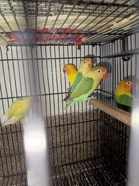 lovebirds breeder pairs available 9