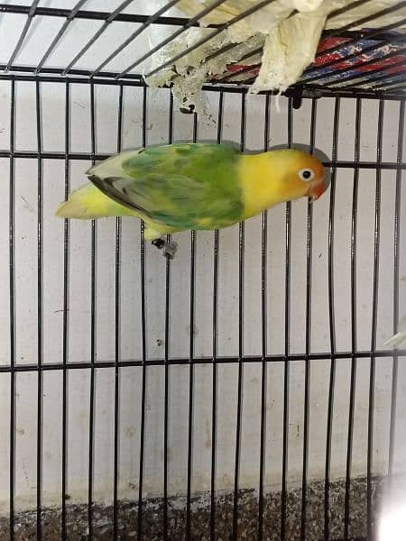 lovebirds breeder pairs available 10