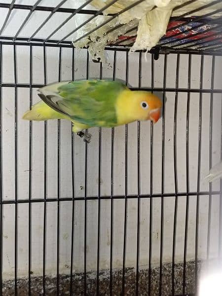 lovebirds breeder pairs available 11