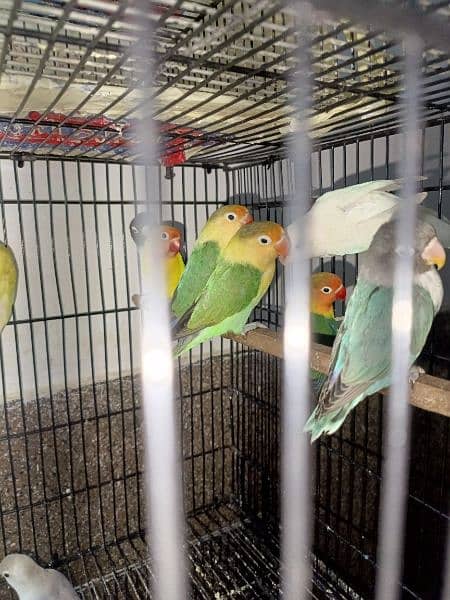 lovebirds breeder pairs available 12
