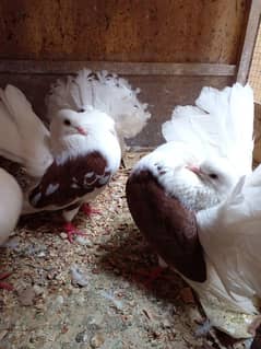 Brown sheddle pigeons for pair. . . . .  Number : 03238456837