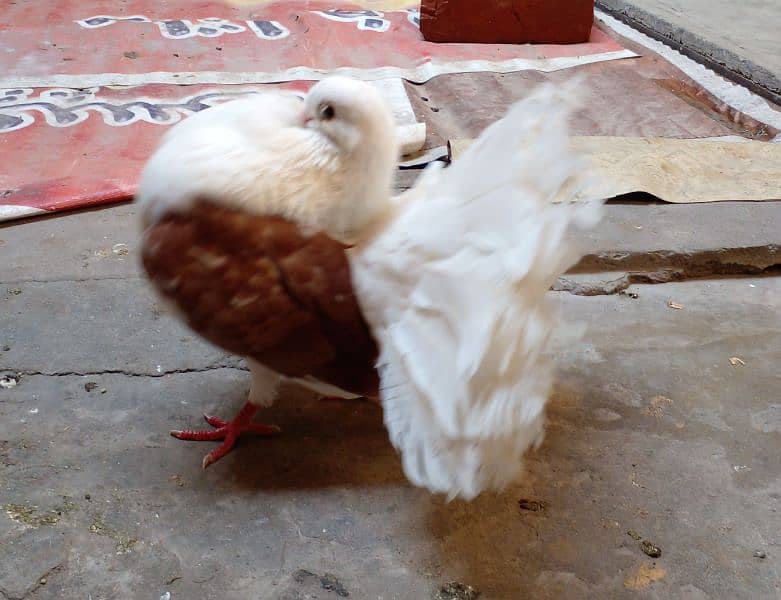 Brown sheddle pigeons for pair. . . . .  Number : 03238456837 1