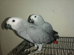 Cango African Grey Parrot Grey Parrots Grey African Chicks for sale