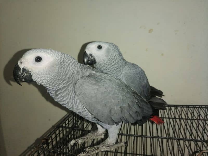 Cango African Grey Parrot Grey Parrots Grey African Chicks for sale 0