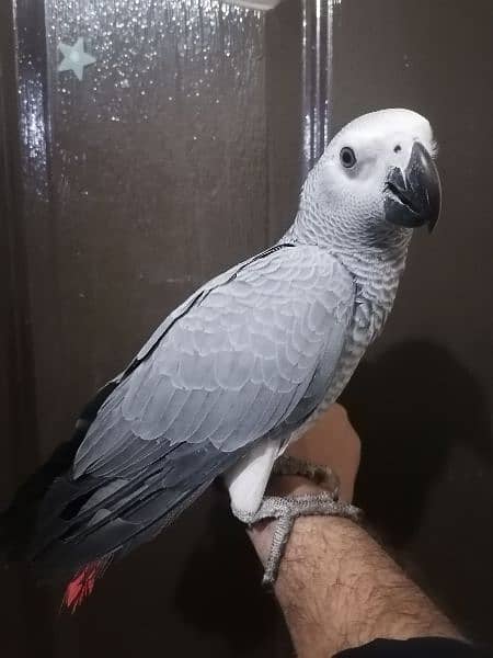 Cango African Grey Parrot Grey Parrots Grey African Chicks for sale 1