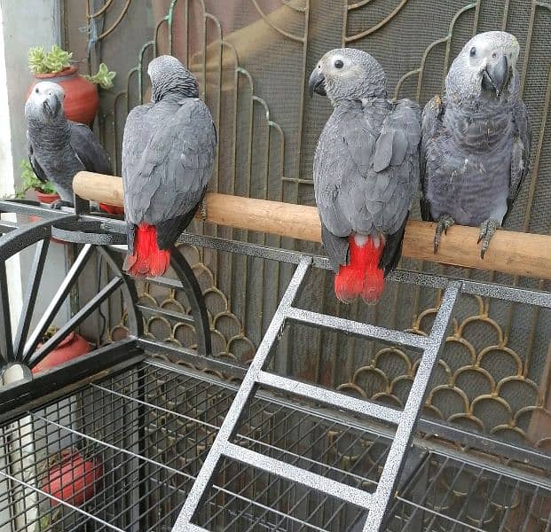 Cango African Grey Parrot Grey Parrots Grey African Chicks for sale 2