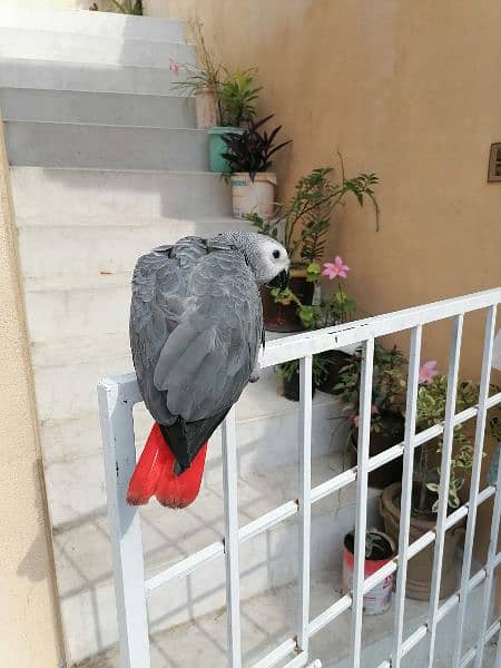 Cango African Grey Parrot Grey Parrots Grey African Chicks for sale 3
