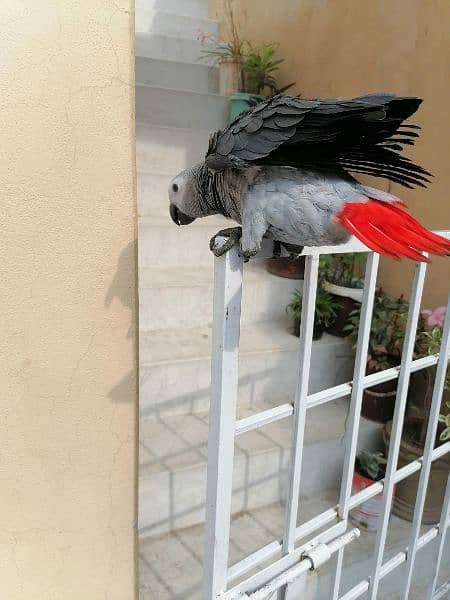 Cango African Grey Parrot Grey Parrots Grey African Chicks for sale 4