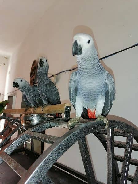 Cango African Grey Parrot Grey Parrots Grey African Chicks for sale 5