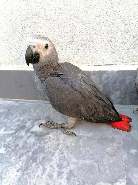Cango African Grey Parrot Grey Parrots Grey African Chicks for sale 6