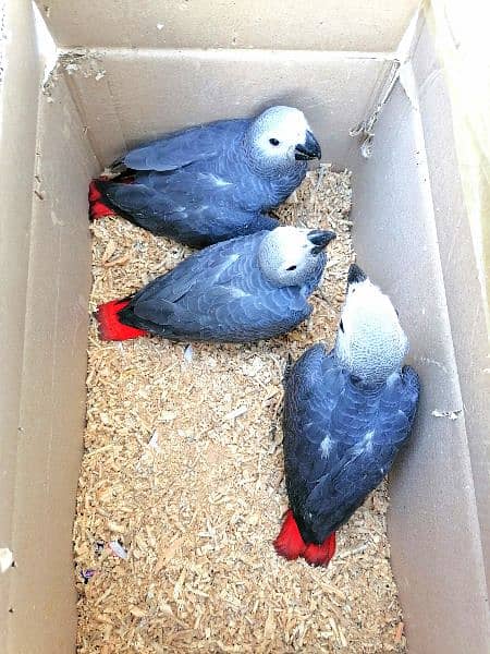 Cango African Grey Parrot Grey Parrots Grey African Chicks for sale 7