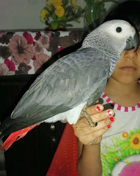 Cango African Grey Parrot Grey Parrots Grey African Chicks for sale 8
