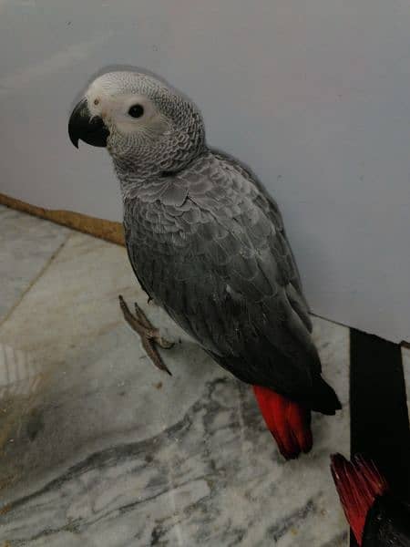 Cango African Grey Parrot Grey Parrots Grey African Chicks for sale 9