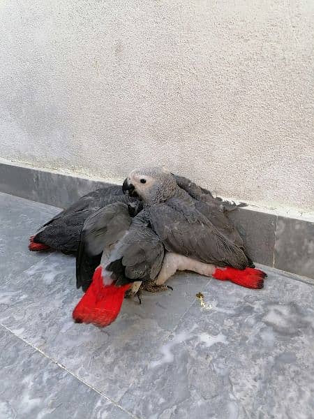 Cango African Grey Parrot Grey Parrots Grey African Chicks for sale 10