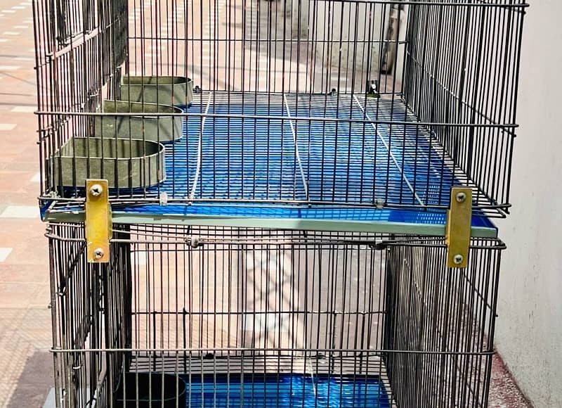 Brand new Parrots Cages and coctails parrots for sale 3
