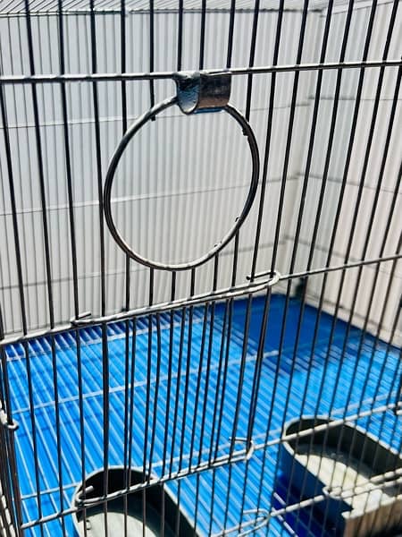 Brand new Parrots Cages and coctails parrots for sale 6