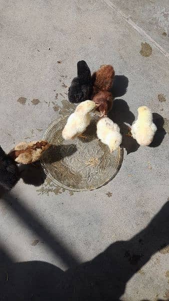 Aseel chicks 2