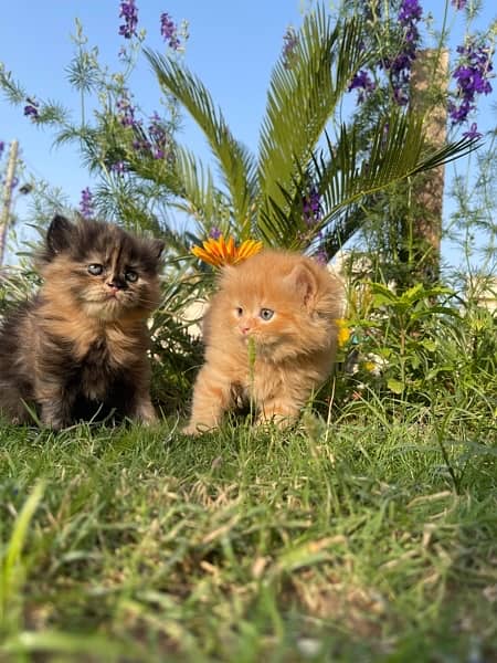 Healthy active  Kittens for sale 7