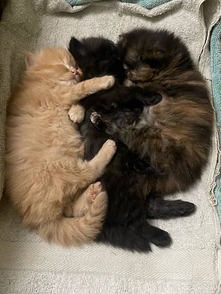 Healthy active  Kittens for sale 10