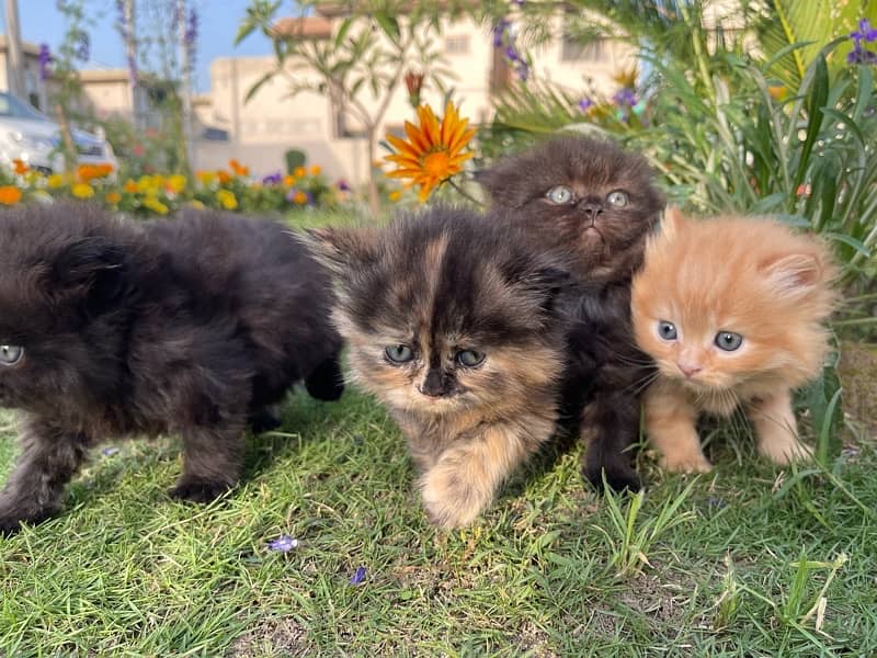 Healthy active  Kittens for sale 11