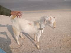 2 dant bakra ha