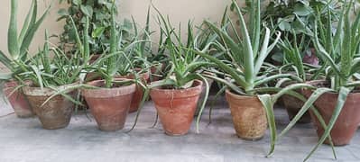 Aloe vera (with and without pots)