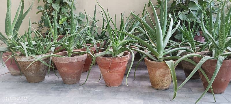 Aloe vera (with and without pots) 0