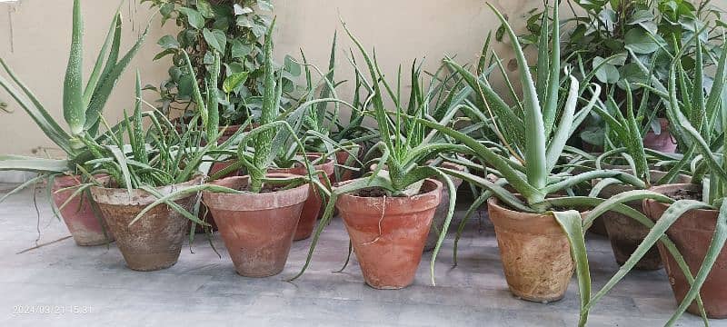 Aloe vera (with and without pots) 1