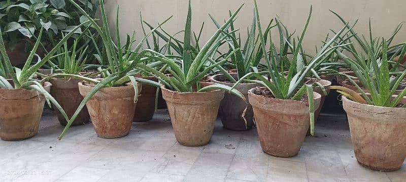 Aloe vera (with and without pots) 2