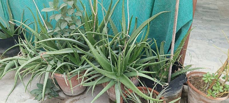 Aloe vera (with and without pots) 3