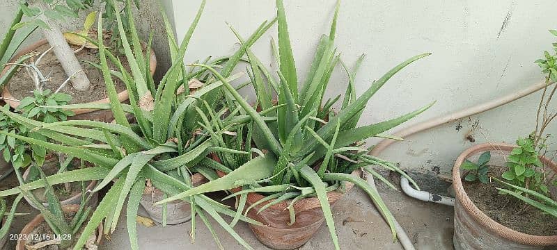Aloe vera (with and without pots) 5