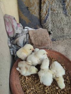 Heera Aseel Chicks.