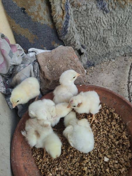 Heera Aseel Chicks. 2