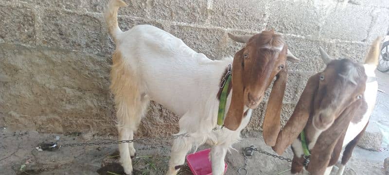 Goat for sale 0