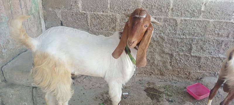 Goat for sale 1
