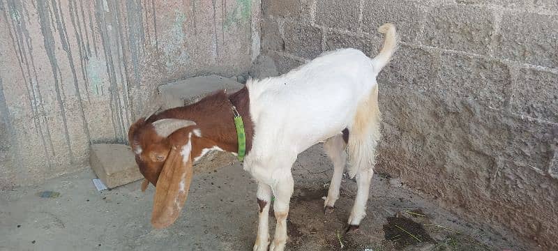 Goat for sale 2
