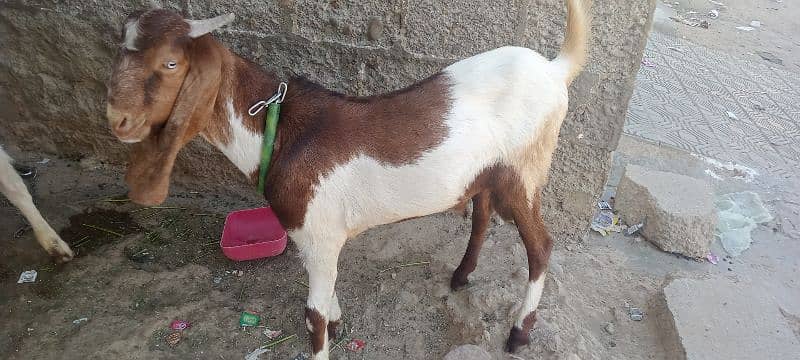 Goat for sale 3