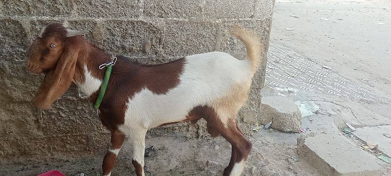 Goat for sale 4