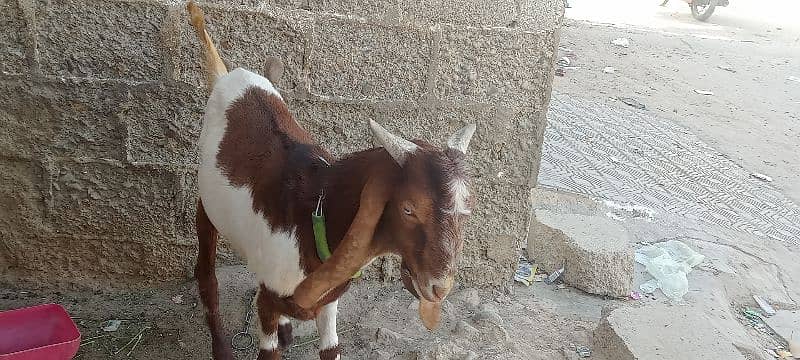 Goat for sale 5