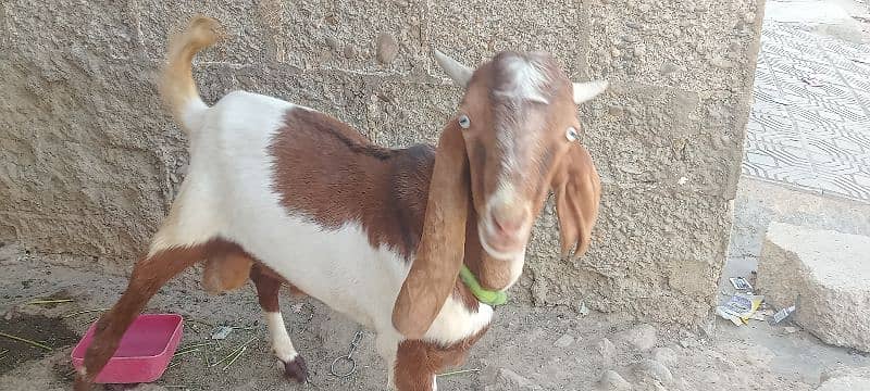 Goat for sale 6