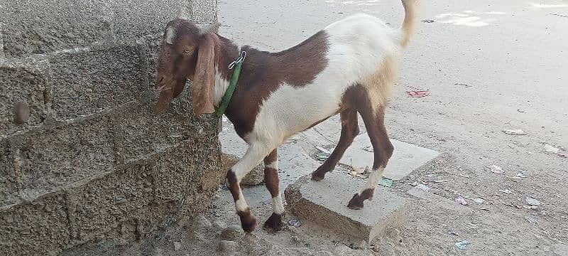 Goat for sale 7
