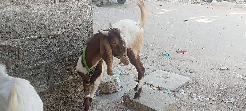 Goat for sale 8