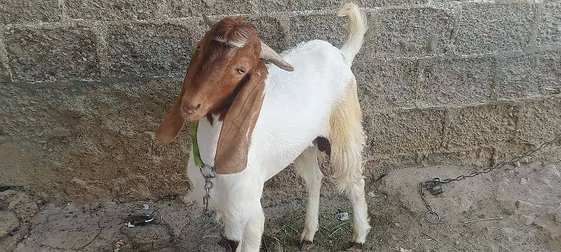 Goat for sale 9