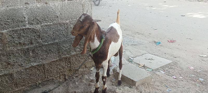 Goat for sale 10