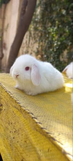 Holland lop bunnies / punch face