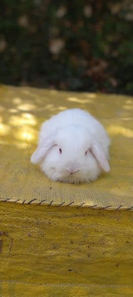Holland lop bunnies / punch face 7