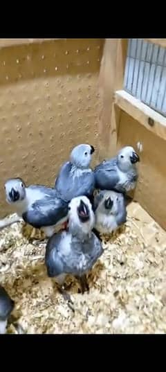 African grey parrot chicks for sale 0331/9448393