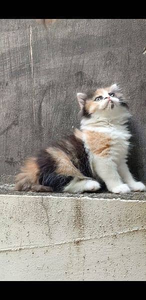 persian triple coat (punch face) kitten available for sale 1