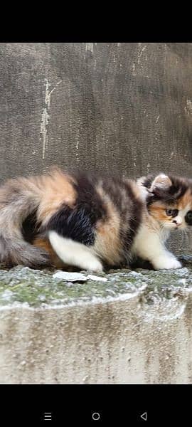 persian triple coat (punch face) kitten available for sale 2