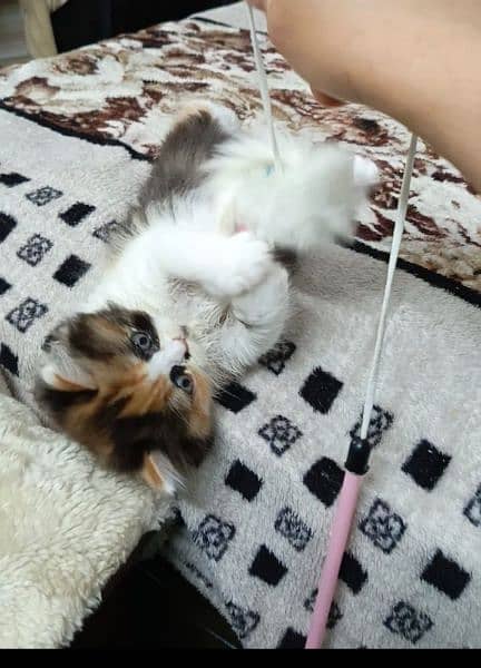 persian triple coat (punch face) kitten available for sale 11